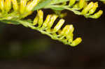 Canada goldenrod